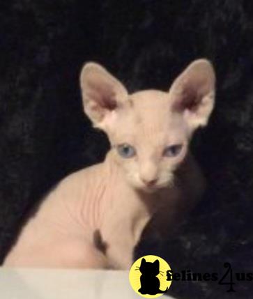 Barenakedsphynx Picture 2